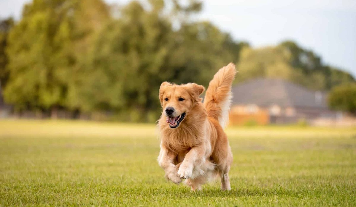 Valplekar: The Essential Guide to This Powerful and Meaningful Term -  celebritymagazine.co.uk